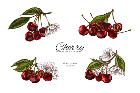Cherry sprigs with red berries, leaves and flowers sketch vector set, hand drawn ripe fruit, garden blossom plant foodのイラスト素材