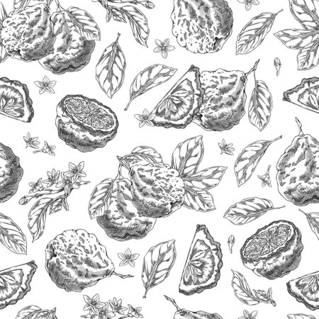 Seamless illustration of bergamot fruit, with leaves and flowers in monochrome hand drawn style.のイラスト素材