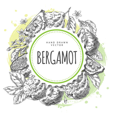 Illustration of round frame framed with bergamot citrus fruit with flowers and leaves, hand drawn.のイラスト素材