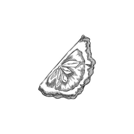 Bergamot fruit slice engraved sketch, vector hand drawn ripe Kaffir lime fruit, farm organic juicy citrus food plantのイラスト素材