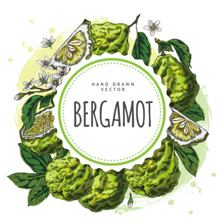 Bergamot fruits, flowers and leaves sketch round label vector design, hand drawn ripe green Kaffir lime farm citrusのイラスト素材
