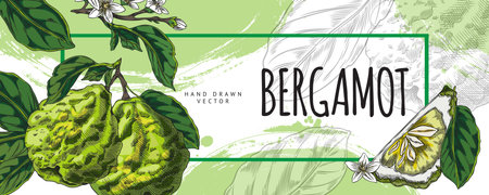 Bergamot. Watercolor banner illustration with kaffir lime fruit with leaves and flowers.のイラスト素材
