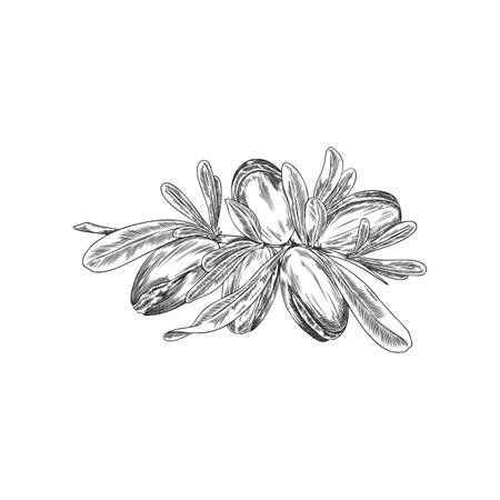 Argan tree branch with leaves and nuts engraved sketch, vector hand drawn natural oil stone fruit, medical plantのイラスト素材