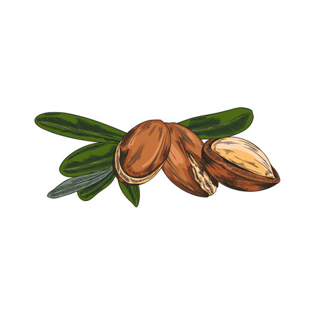 Argan leaves and nuts sketch vector illustration, hand drawn cosmetic and medical plant, natural essential oil fruitのイラスト素材