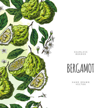 Seamless vector border with green bergamot fruits, leaves and flowers, hand drawn.のイラスト素材