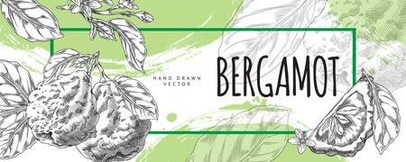 Banner with bergamot illustration in black and white with leaves, flowers, and a slice.のイラスト素材
