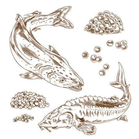 Red and black caviar heaps, salmon or trout and sturgeon beluga fishes engraved hand drawn vector set, sea food delicacyのイラスト素材