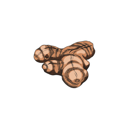 Turmeric root sketch vector icon, hand drawn ginger condiment, Curcuma natural spicy spice, organic...