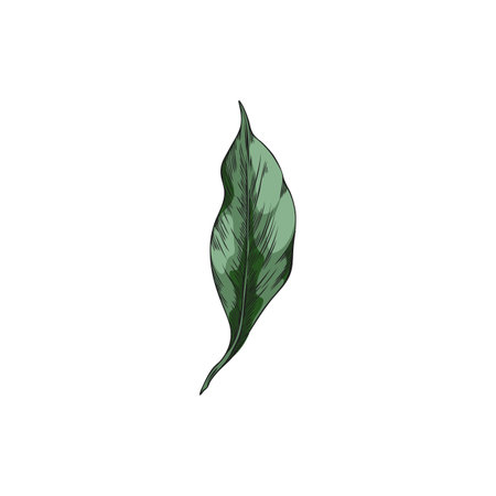 Turmeric green leaf sketch vector icon, summer garden foliage, tea herb, hand drawn floral design element, medical plantのイラスト素材