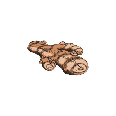 Turmeric root sketch, hand drawn Curcuma spicy spice, organic seasoning, ginger condiment, vegetable plant vector iconのイラスト素材