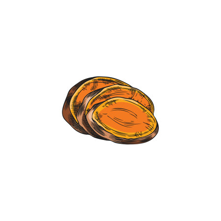Vector watercolor sketch of sliced turmeric root on isolated background.のイラスト素材