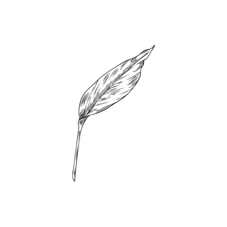 Vector black and white hand drawn sketch illustration of turmeric leaf.のイラスト素材