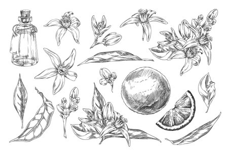 Pencil sketch of neroli flowers, leaves, fruits and bottle of oil, vector illustration.のイラスト素材