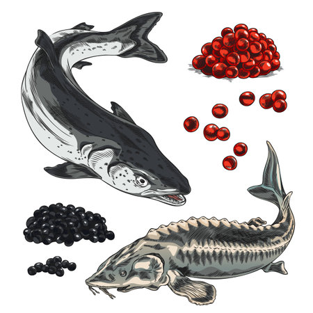 Red and black caviar heaps, salmon or trout and sturgeon beluga fishes hand drawn vector set, sea food, delicacy productのイラスト素材
