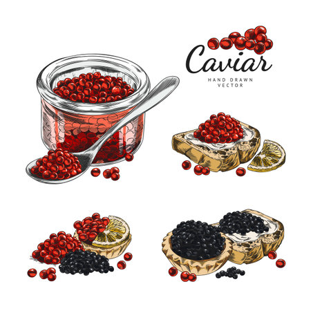 Set of contour watercolor illustrations of black and red caviar in jars, sandwiches and tartlets.のイラスト素材