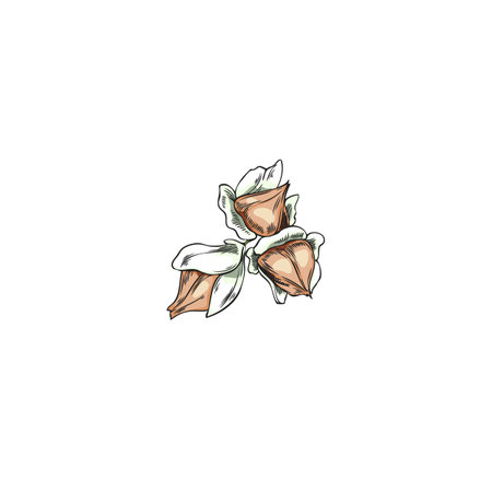 Vector watercolor sketch of brown buckwheat grains, in husk.のイラスト素材