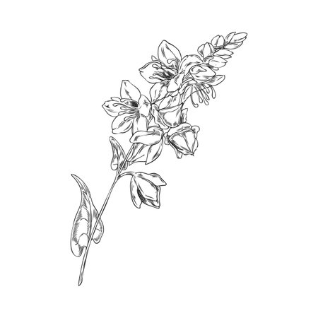 Buckwheat branch with flowers, leaves and seeds engraved sketch, vector hand drawn cereal agricultural blossom plantのイラスト素材