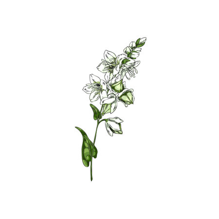 Vector illustration of buckwheat branch sketch with leaves, flowers and green fruits.のイラスト素材