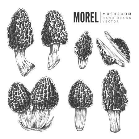 Vector set of whole and chopped Marcella mushrooms on a white background.のイラスト素材