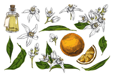 Vector set of hand drawn illustrations depicting neroli flowers, plants, leaves and essential oil.のイラスト素材
