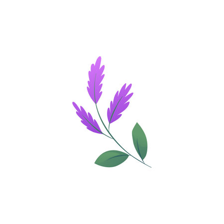 Vector illustration of lavender branch with leaves and flowers.のイラスト素材