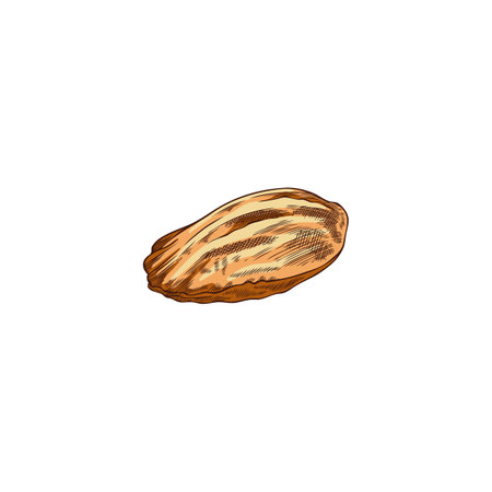 French Madeleine Cookies. Vector watercolor sketch of dessert on isolated background.のイラスト素材