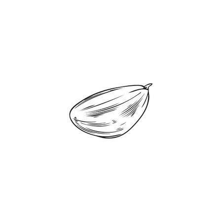 Ripe garlic head sketch vector icon, engraved hand drawn spicy plant, organic fragrant condiment ingredient, flavoringのイラスト素材