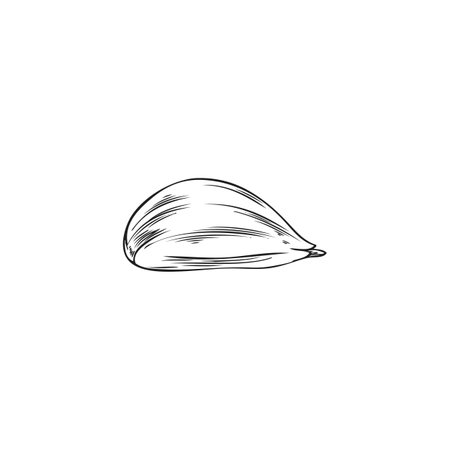 Ripe garlic head ink sketch vector icon, engraved hand drawn spicy plant organic condiment ingredient, natural flavoringのイラスト素材