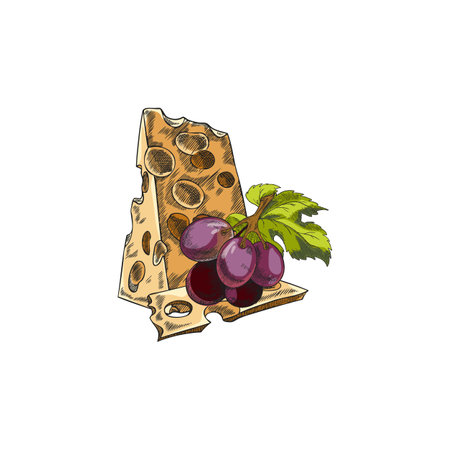 Maasdam cheese triangle piece and slice with grape berries vector sketch, hand drawn healthy milk product Emmental pieceのイラスト素材