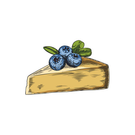 Gruyere cheese triangle part with blueberries sketch, vector hand drawn healthy snack, milk food productionのイラスト素材