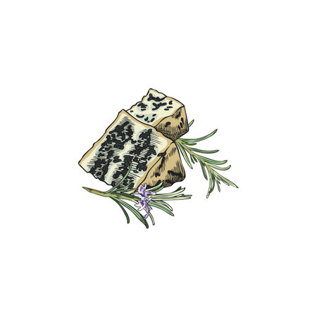 Gorgonzola cheese triangle parts with cumin, rosemary leaves vector sketch, blue cheese with mold, milk food productionのイラスト素材