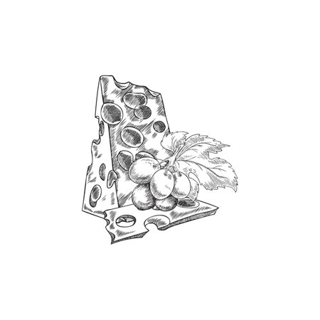 Vector sketch of maasdam cheese pieces with holes, with a tassel of grapes.のイラスト素材