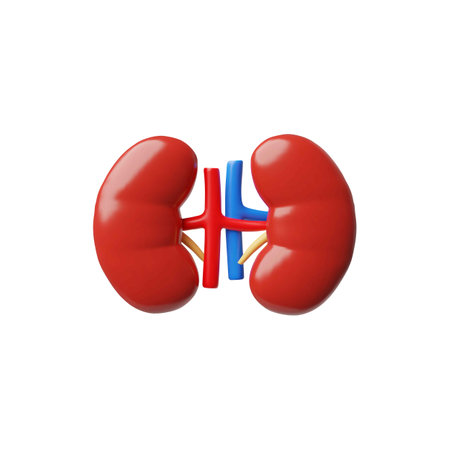 3D realistic model of human kidneys, Anatomy science, healthy Urinary system internal organ, vector...