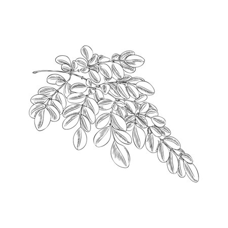 Moringa oleifera branch with leaves vector sketch, tropical cultivated plant, engraved hand drawn botanical Asian herbのイラスト素材