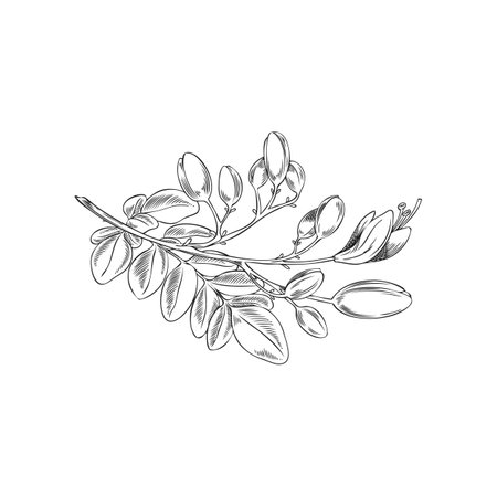 Moringa oleifera branch with leaves and flowers ink vector sketch, tropical cultivated plant garden blossom tree foliageのイラスト素材