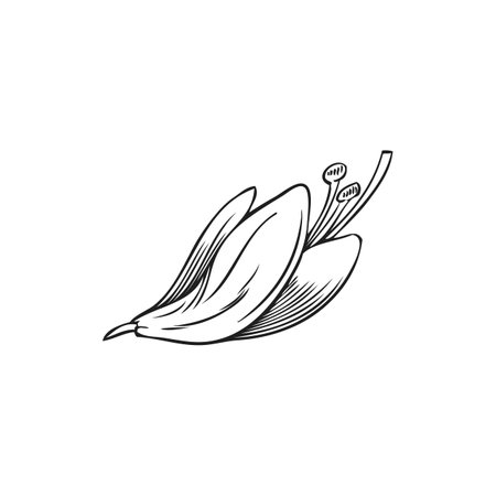 Black and white Sketch of Moringa oleifera flower. Hand drawn vector illustration.のイラスト素材