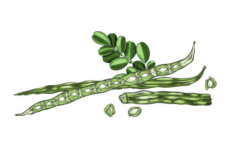 Moringa. Vector illustration of a branch with leaves, fruits and seeds.のイラスト素材