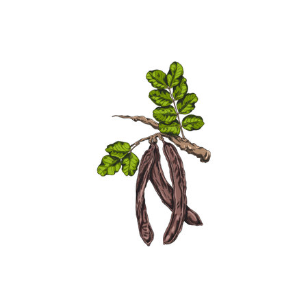 Vector watercolor illustration of carob tree branch with leaves and pods.のイラスト素材
