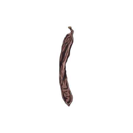 Ripe Carob pod bean natural superfood sketch vector icon, hand drawn organic dessert ingredient sweetener plantのイラスト素材