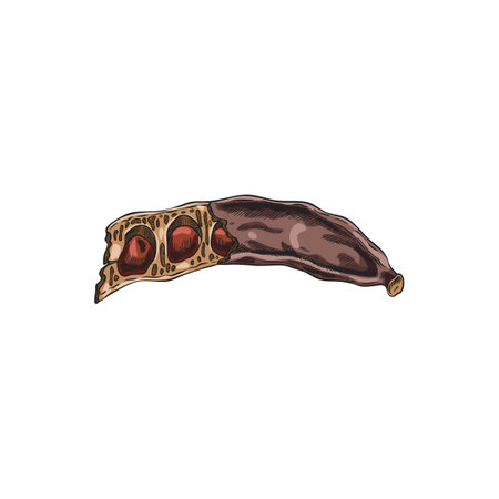 Vector watercolor sketch of carob pod with seeds, hand drawn.のイラスト素材