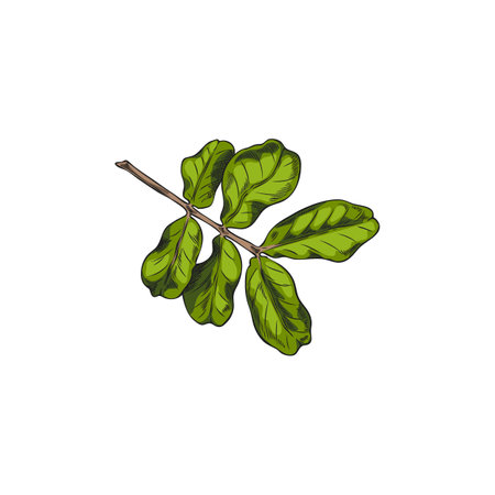 Carob leaves vector hand drawn illustration, tropical cultivated plant, summer garden tree foliage, Asian herb sketchのイラスト素材