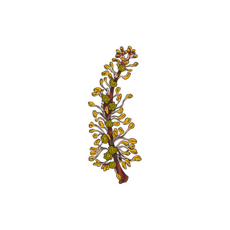 Carob flowers twig vector sketch, tropical cultivated plant, garden blossom tree foliage, hand drawn botanical designのイラスト素材