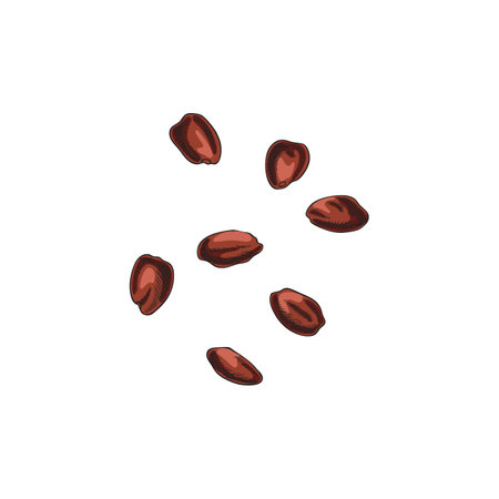 Vector illustration of hand drawn watercolor sketch of carob seeds.のイラスト素材