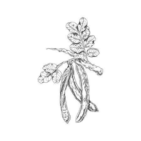 Vector black and white sketch of carob tree branch with leaves and pods, hand drawn.のイラスト素材