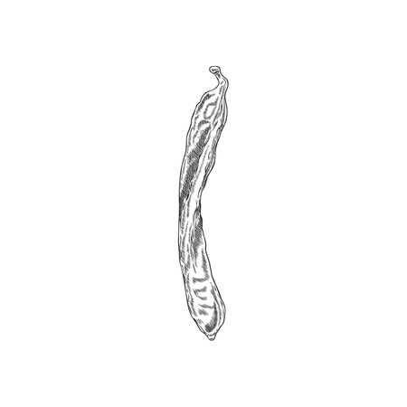 Carob bean pod vector engraved hand drawn icon, natural ripe superfood fruit sketch, organic ingredient sweetener plantのイラスト素材