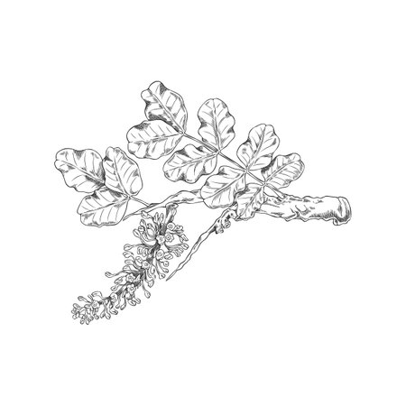 Vector pencil sketch of carob tree branch with leaves and flowers.のイラスト素材