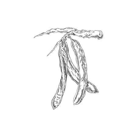 Carob pods bean on stem vector engraved sketch, natural superfood fruits, sweetener plant, organic dessert ingredientのイラスト素材