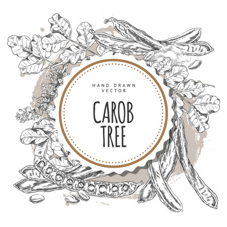 Carob tree bean pods, flowers and leaves, seeds and powder sweetener product, engraved hand drawn vector round labelのイラスト素材