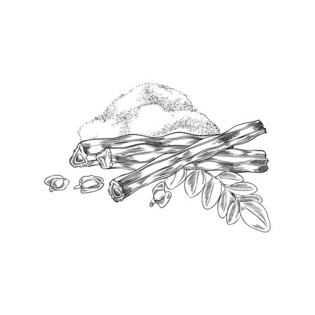 Moringa oleifera cut drumstick, raw pods, seeds and powder product vector sketch, hand drawn engraved superfood fruitのイラスト素材