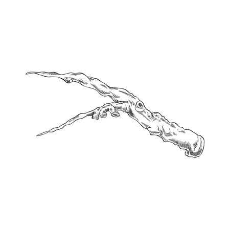 Carob plant stalk piece vector ink sketch, hand drawn engraved twig farm or wild tree stem, stick or twig isolatedのイラスト素材